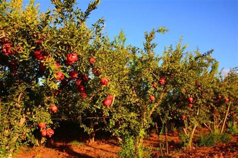 Have You Ever Thought about Growing a Pomegranate Tree? - Growing Magazine