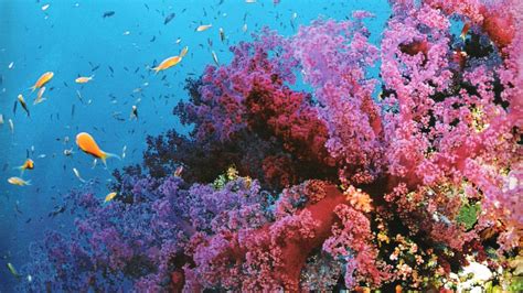 Coral Reef 4K Dual Monitor Wallpapers - Top Free Coral Reef 4K Dual Monitor Backgrounds ...