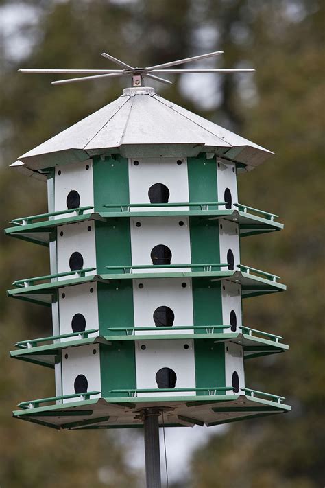 Get purple martin houses ready for birds' return