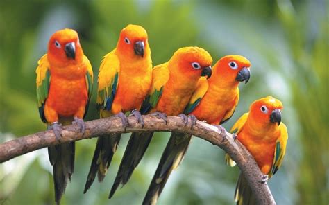 Sun Conure Facts, Behavior As Pets, Care, Feeding, Pictures | Singing Wings Aviary