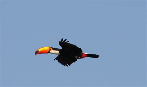 The Gill Family: Iguazu Falls - Wildlife