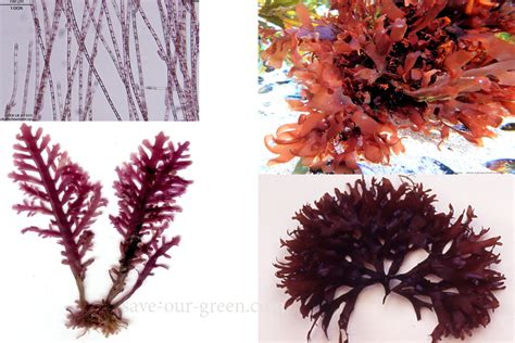 Red algae - Save Our Green