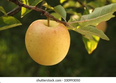 11,693 Golden apple tree Images, Stock Photos & Vectors | Shutterstock