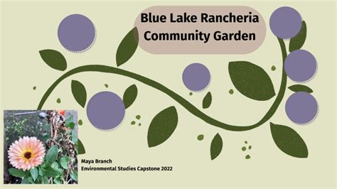 Blue Lake Rancheria by Maya Branch on Prezi