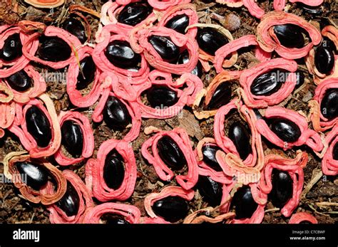 Seeds of the Australian Blackwood (Acacia melanoxylon Stock Photo - Alamy