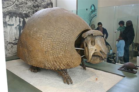 Giant Armadillo Information, Habitat, Adaptations, Pictures