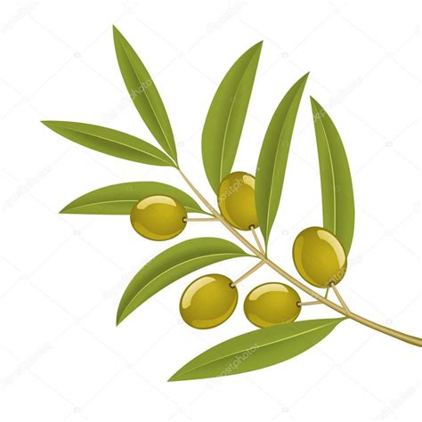 Olive branch — Stock Vector © tiloligo #2855276