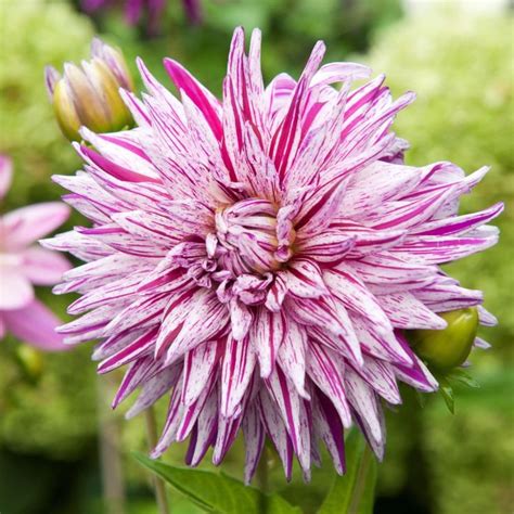 Dahlia Bulbs For Sale - Easy To Grow Bulbs Fall Flowers, Cut Flowers, Colorful Flowers ...