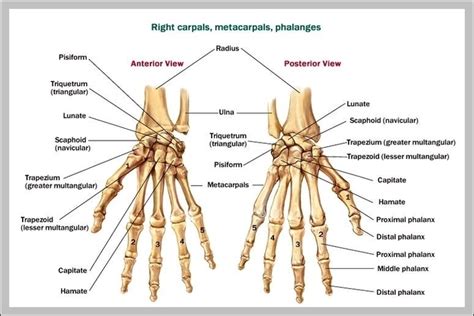 Hand Wrist Bones Image | Anatomy System - Human Body Anatomy diagram ...