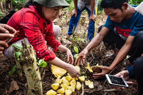 Traditional Agroforest Systems Need Technology and Investment to Save ...