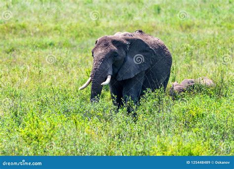 African Elephants or Loxodonta Cyclotis in Nature Stock Image - Image of cloud, grazing: 125448489