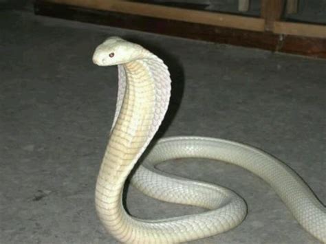 Albino cobra | Rare | Rare albino animals, Animals, Melanistic animals