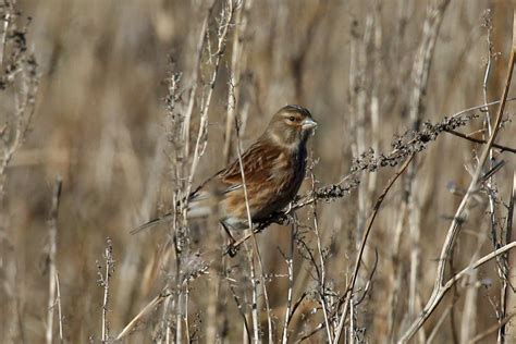 Hen Linnet | A hen linnet feeding on what Burton Mere Wetlan… | Flickr