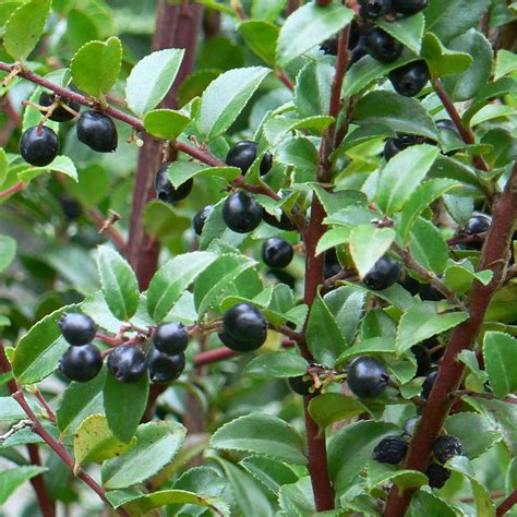 Huckleberry 'Evergreen' - (Vaccinium ovatum) - 0.015 (approx. 30 seeds) - protective resealable ...