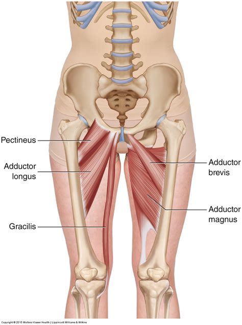 Adductor Group - Learn Muscles