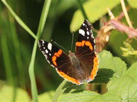 Rear Admiral | I think there may be a plague of Red Admirals… | Flickr