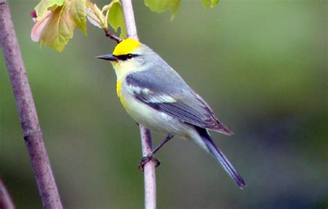 Blue-winged Warblers, Golden-winged Warblers and Brewster’s Warblers – Maine Birds