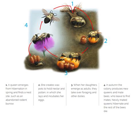 About Bumble Bees | Xerces Society