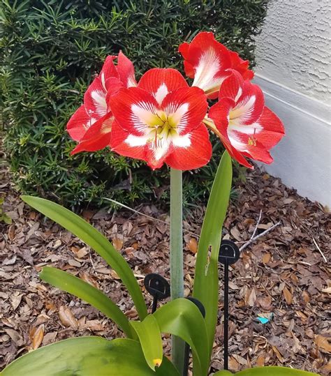 Botany Professor: Theme and Variation - the Amaryllidaceae