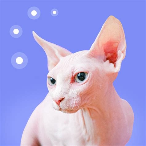 Sphynx cat skin diseases - learnvetderm.com