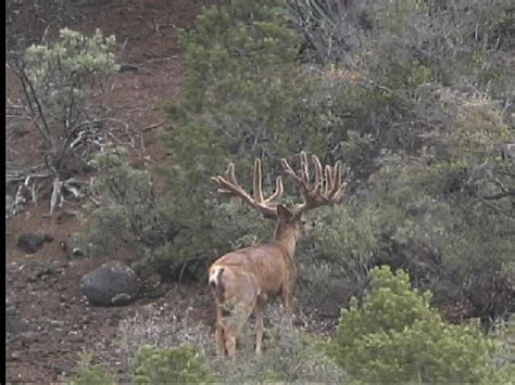 Kaibab Mule Deer Hunt » Outdoors International