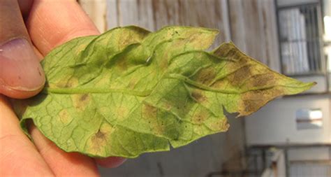 Cercospora Leaf Mold of Tomato | Purdue University Vegetable Crops Hotline