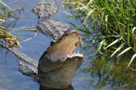 2023 Shark Valley Everglades Guided Tram Tour