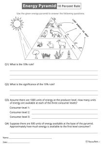 Energy Pyramid Worksheets - Free Printables