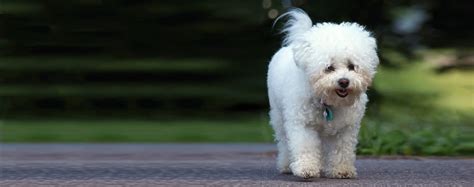 Bolognese | Dog Breed Facts and Information - Wag! Dog Walking