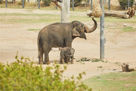 Taronga Western Plains Zoo • Dubbo Region