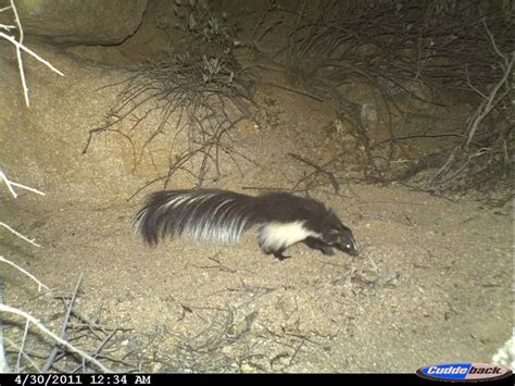 Hooded Skunk - Facts, Diet, Habitat & Pictures on Animalia.bio