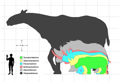 megafauna size comparison - Google Search | Megafauna, Animals, Prehistoric animals