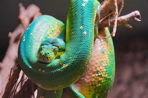 Green Tree Python Morphs