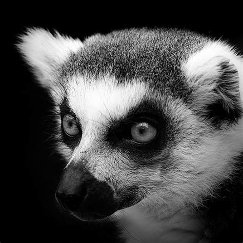 Black & White Animals Portraits | Animals black and white, Animal ...