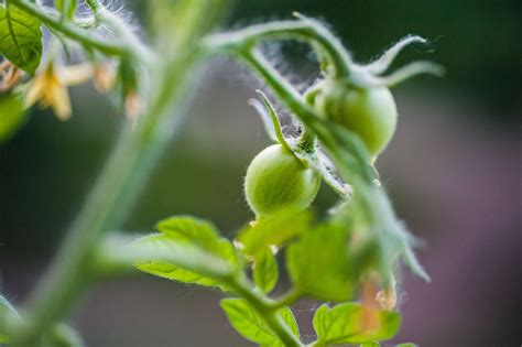 6 Ways to Get More Of Your Tomato Flowers to Set Fruit - Tomato Week