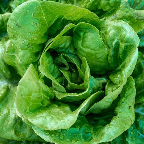 Lettuce Butterhead - Longford Garden Centre