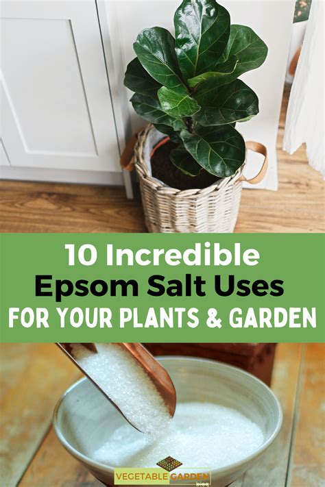 10 Incredible Epsom Salt Uses For Your Plants & Garden