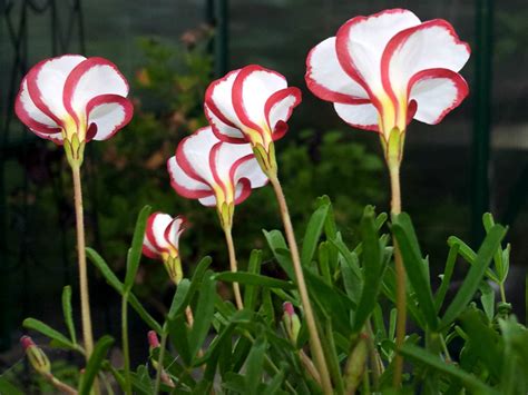 Oxalis versicolor (Candy Cane Sorrel) - World of Flowering Plants