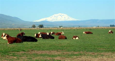 Toppenish, WA : The View of Mt. Adams from 5 Miles S.W. of Downtown Toppenish photo, picture ...