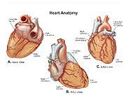 Heart Anatomy Medical Illustration Medivisuals