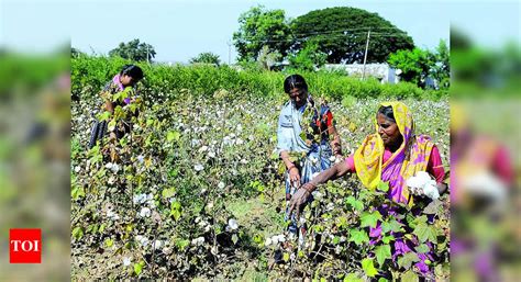 Kharif: Kharif Crops To Cover 22.5l Hectare In Indore Div | Indore News ...