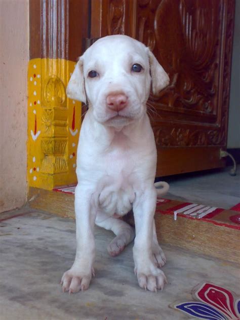 Resting Rajapalayam dog photo | Puppy photos, Dog photos, Man and dog