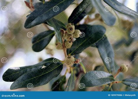 Tiny Acorns Growing In Clusters On Oak Tree In Florida - Quercus Virginiana, Southern Live Oak ...