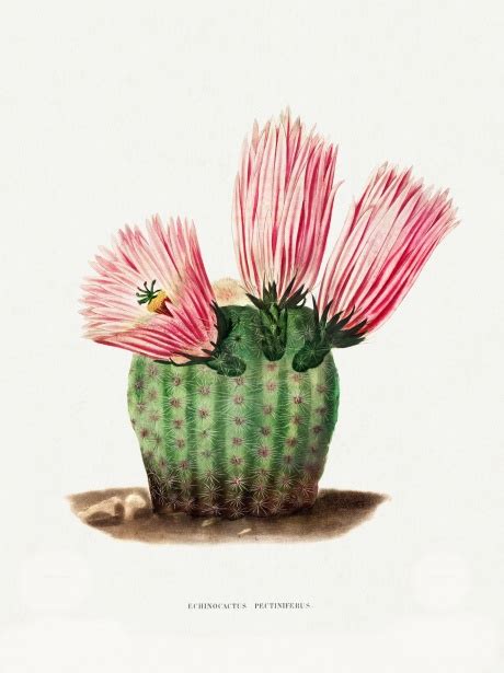 Cactus Cacti Art Vintage Free Stock Photo - Public Domain Pictures