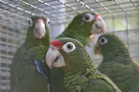 How 230 Endangered Parrots Survived Hurricane Irma in Puerto Rico ...