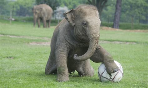 Euro 2012: Hilarious video shows elephant playing football | Daily Mail Online