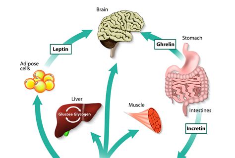 Making Leptin Work For Your Weight Loss | Intechra Health