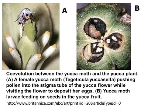 Yucca Moth Life Cycle