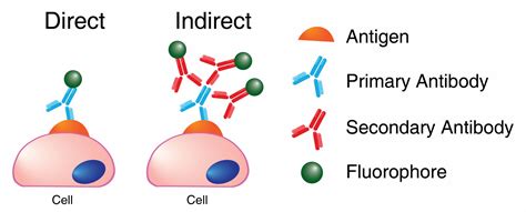 Secondary Antibodies and Immunoglobulins - Leinco Technologies