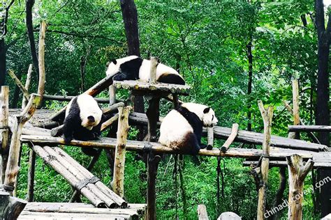 Chengdu Panda Base, Research Base of Giant Panda Breeding